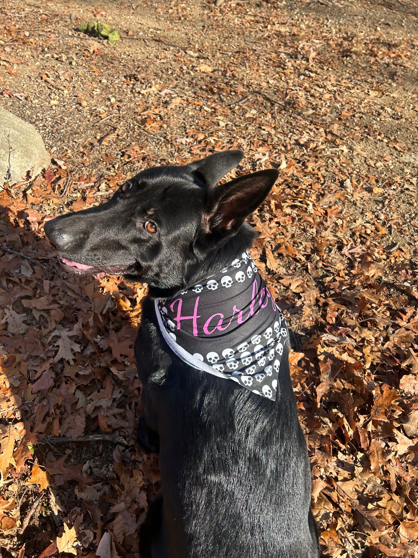 Personalized Skull Print Pet Bandana