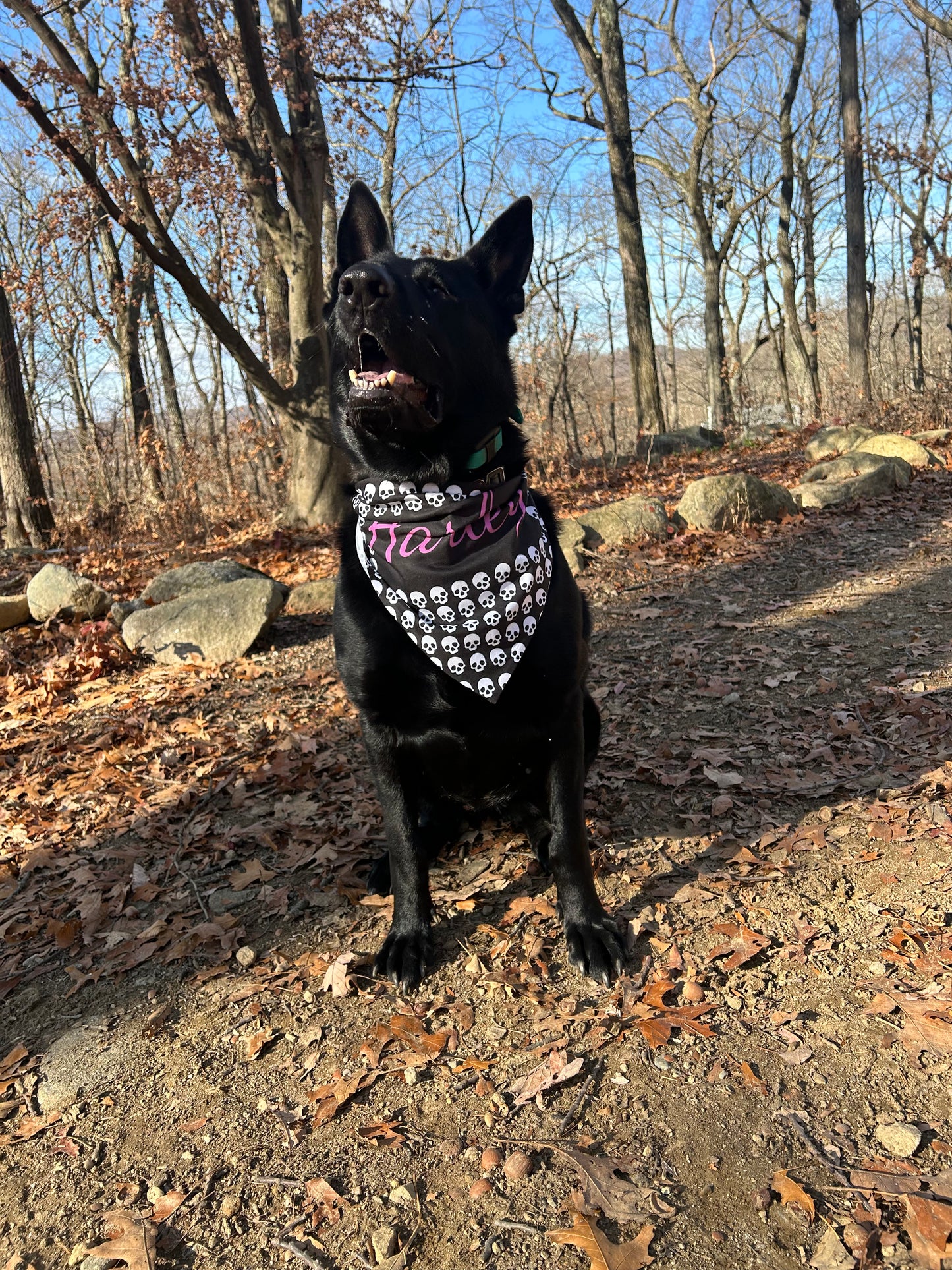Personalized Skull Print Pet Bandana